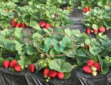 草莓种植爆料怎么办视频,爆款视频深度解析 第1张 草莓种植爆料怎么办视频,爆款视频深度解析 第1张